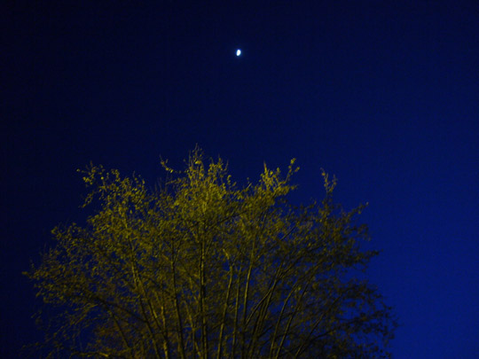  ALICIA OTAEGUI _ ovni sobre árbol 