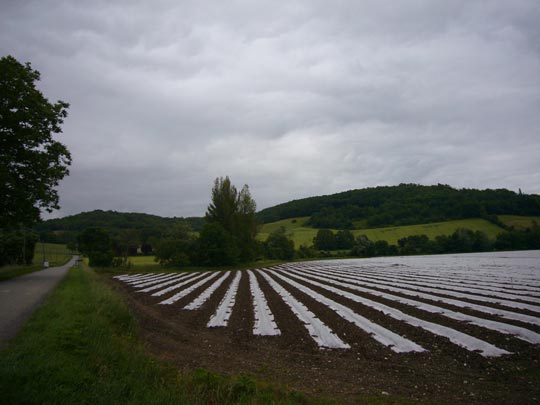  ALICIA OTAEGUI _ paso de cebra 