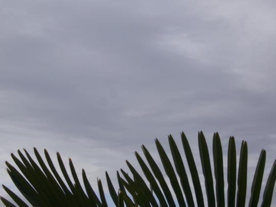  ALICIA OTAEGUI _ punkis 