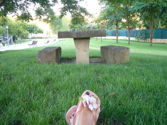  ALICIA OTAEGUI _ rumbo a picnic 