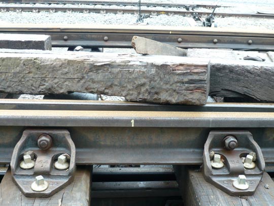  ALICIA OTAEGUI _ siameses 