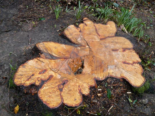  ALICIA OTAEGUI _ tortilla de madera 