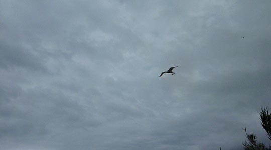  ALICIA OTAEGUI _ vuelo libre 