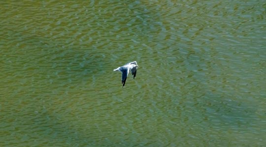  OMAR AYYASHI _ alitas mojadas 