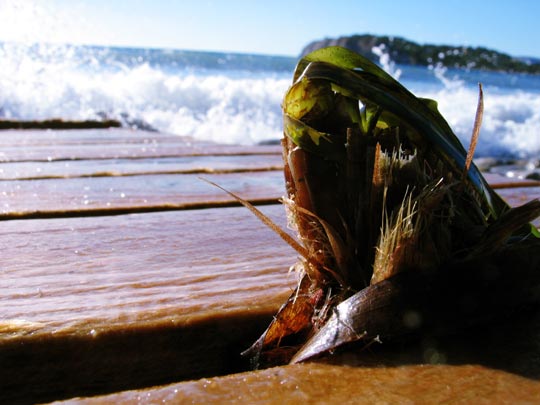  OMAR AYYASHI _ ensalada de algas 