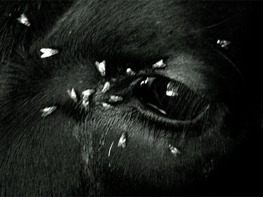  PAU COSTA _ cojoneras 