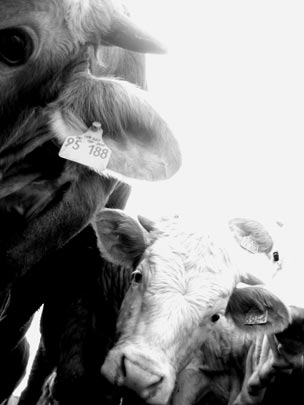  PAU COSTA _ vacas (1) 