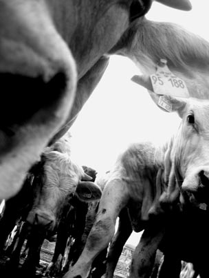  PAU COSTA _ vacas (3) 