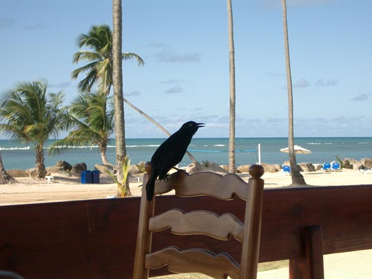  PEP POBLET _ pájaro negro,cielo azul 