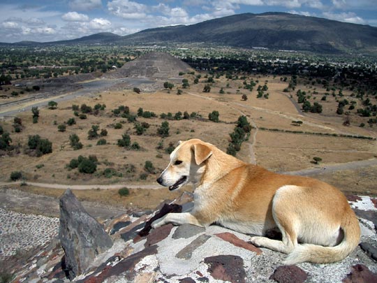  PEP POBLET _ perro y pirámide 