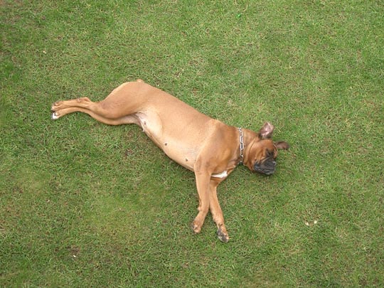  PEP POBLET _ siesta animal 