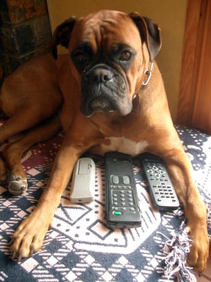  PEP POBLET _ zapping animal 