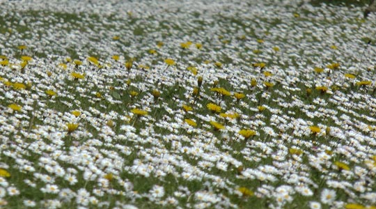  PEIO RUIZ CABESTANY _ blanca primavera 