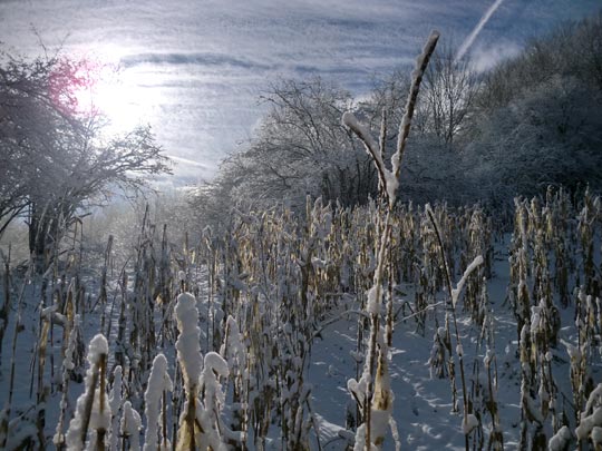  PEIO RUIZ CABESTANY _ corn in de forest 