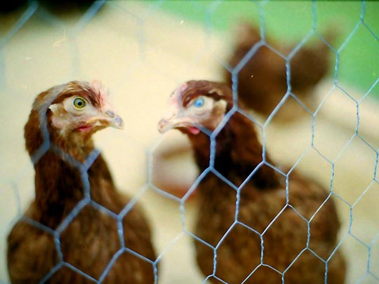  SARA COSTA _ conversación con gallinas 