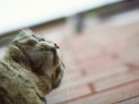  SARA COSTA _ el vecino de jesús 