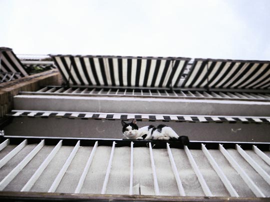  SARA COSTA _ historia de una gaviota y del gato que le enseñó a volar 