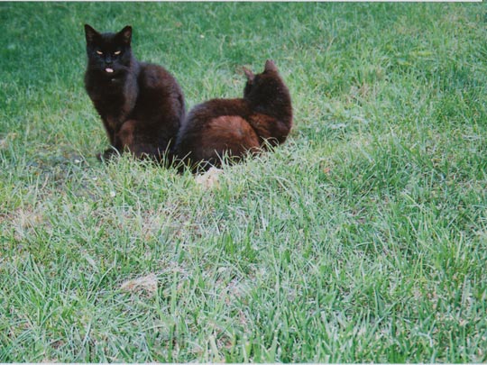  SARA COSTA _ maleducado 