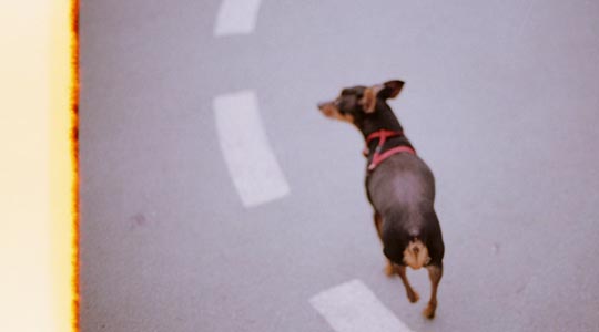  SARA COSTA _ mi perro peach 