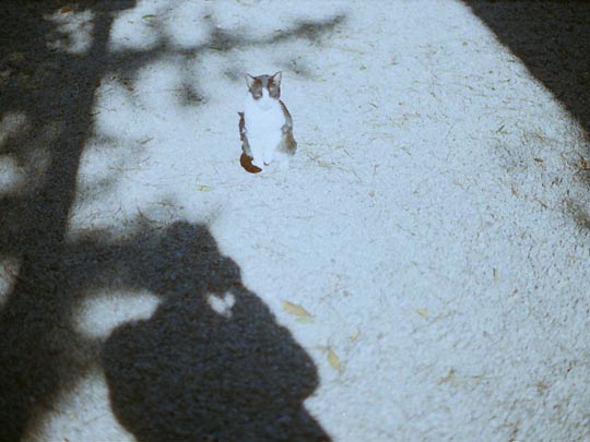  SARA COSTA _ nos vemos 