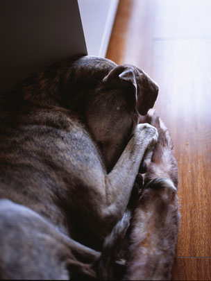  SARA COSTA _ perrito plegable 