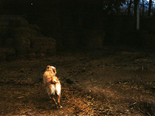  SARA COSTA _ perro misterioso 