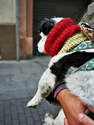  SARA COSTA _ perro + bufanda 