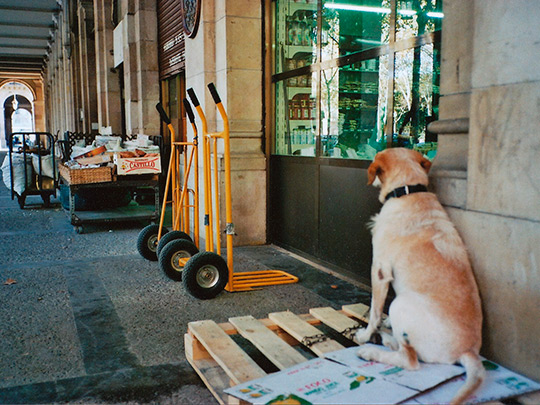  SARA COSTA _ perrito + palet 