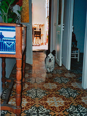  SARA COSTA _ perro viejo-joven 