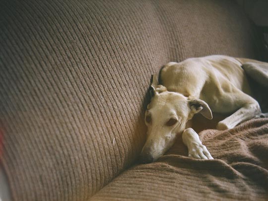  SARA COSTA _ sos galgos 