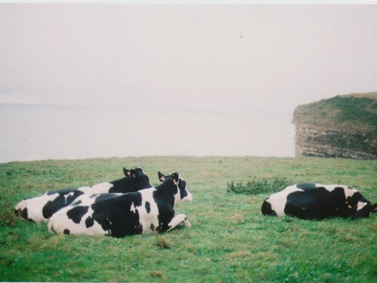  SARA COSTA _ tu cama 