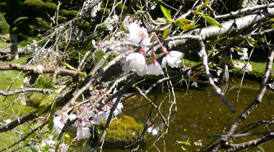  SILVIA CORBERA _ cuando (1) 