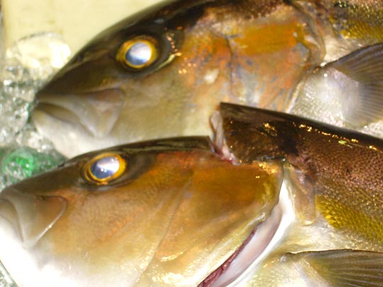  VANE VILLAR _ los peces sin el río 