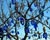  [CAPTURA / el árbol de los ojos azules] 