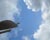  [CAPTURA / gaviota de alta costura] 