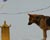  [CAPTURA / el perro que reza] 