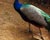  [CAPTURA / la edad del pavo] 