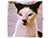  [CAPTURA / un gato dictador] 