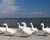  [CAPTURA / patos nudistas] 