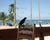  [CAPTURA / pájaro negro,cielo azul] 