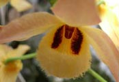  JUAN CALVO _ orquidea 1 